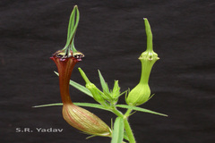 Ceropegia mahabalei